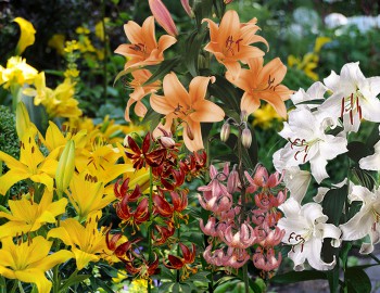 Classification of lily species