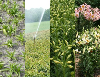 Brief explanation lily cultivation process