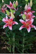 lily bulb Baferrari