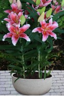 lily bulb Baferrari