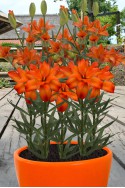 lily bulb Scoubidou