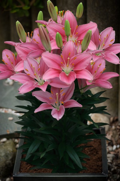 Foxtrot 5 lilly bulbs