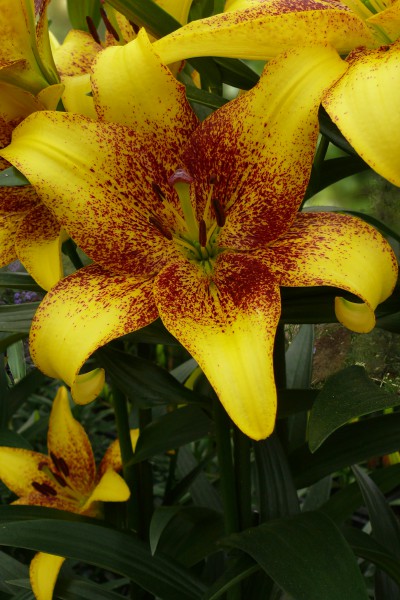 Golden Stone 5 lilly bulbs