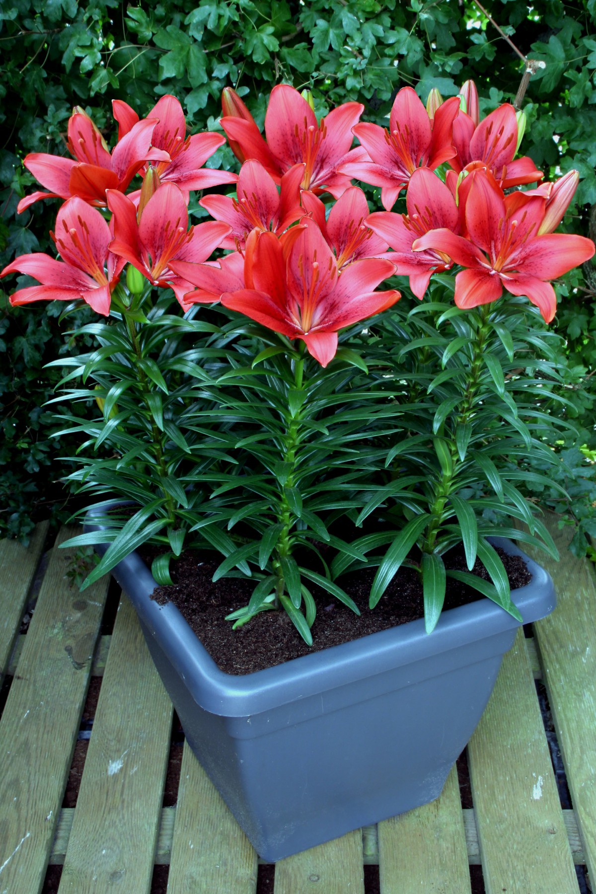 Happy Heart - lily bulb