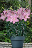 lily bulb Josephine