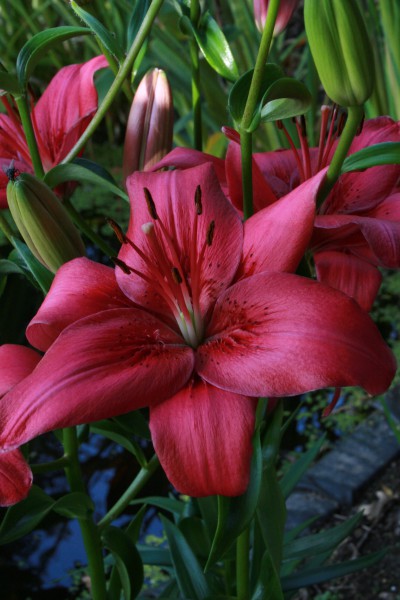 Lemberg 5 lilly bulbs