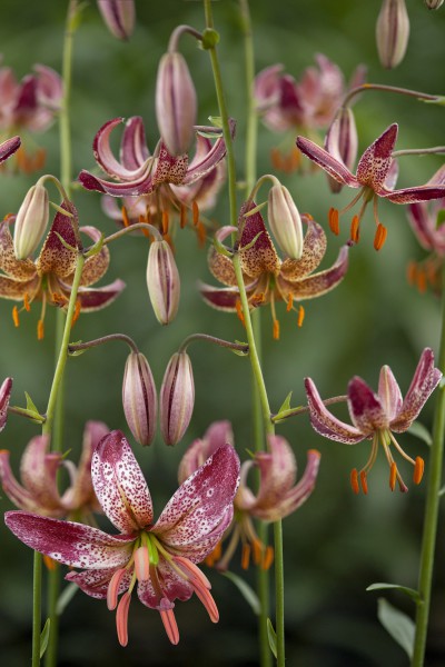 lily bulb Alberta Morning