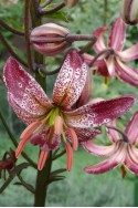 lily bulb Alberta Morning