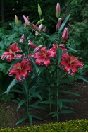 lily bulb Corvara