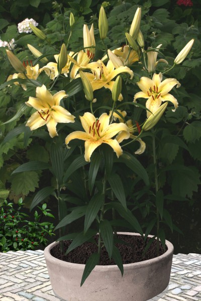 lily bulb Muscadet