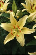 lily bulb Gold Party