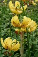 lily bulb Golden Morning