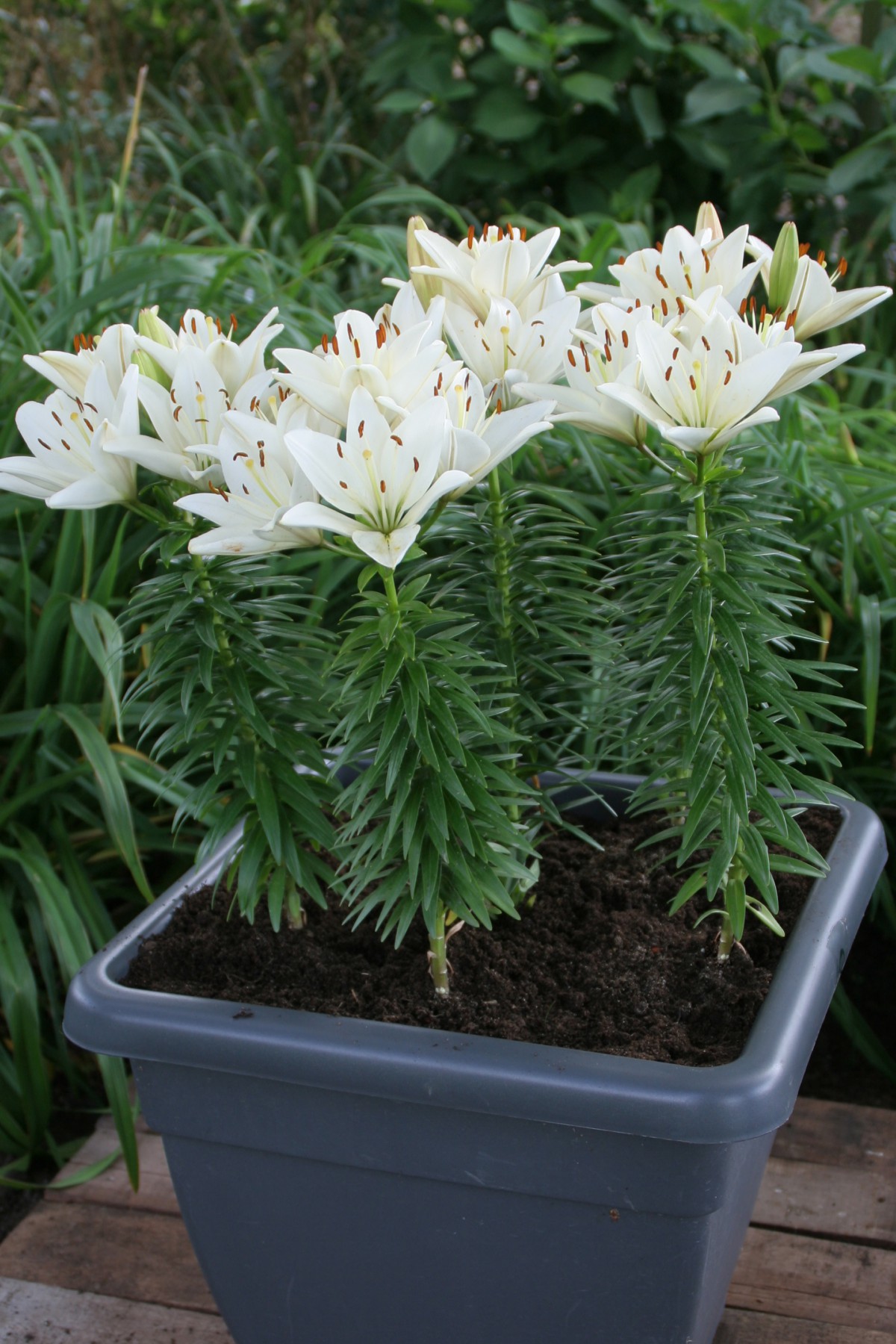 Лилия lotus ice