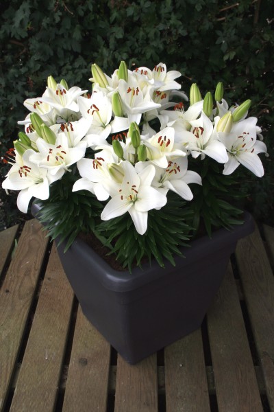 lily bulb Happy Snow