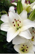 lily bulb Happy Snow