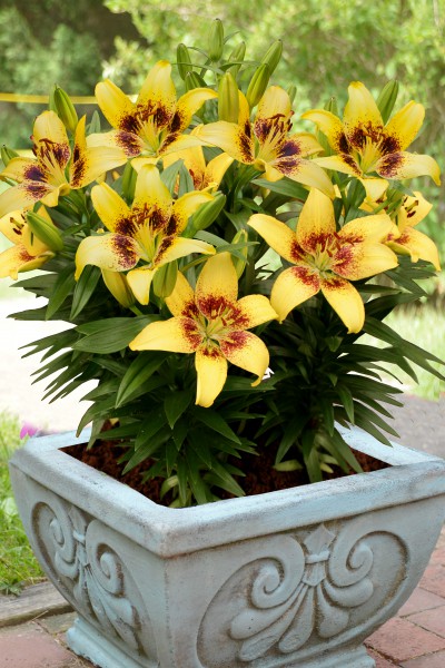 lily bulb Joao Pessoa