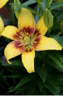 lily bulb Joao Pessoa