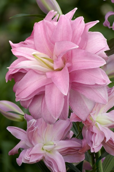 Lotus Breeze  5 lilly bulbs