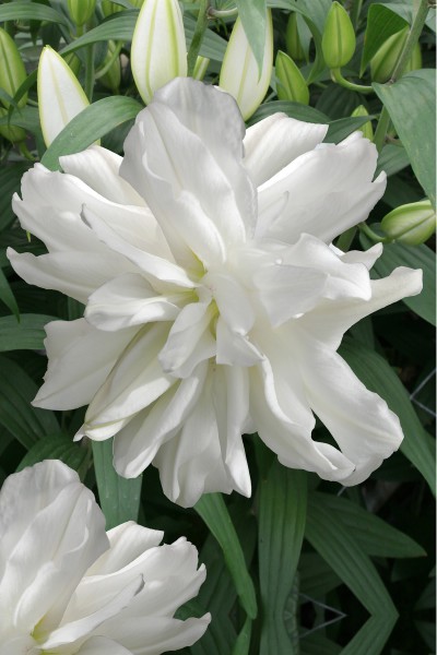 lily bulb Lotus Ice