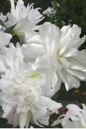 lily bulb Lotus Ice