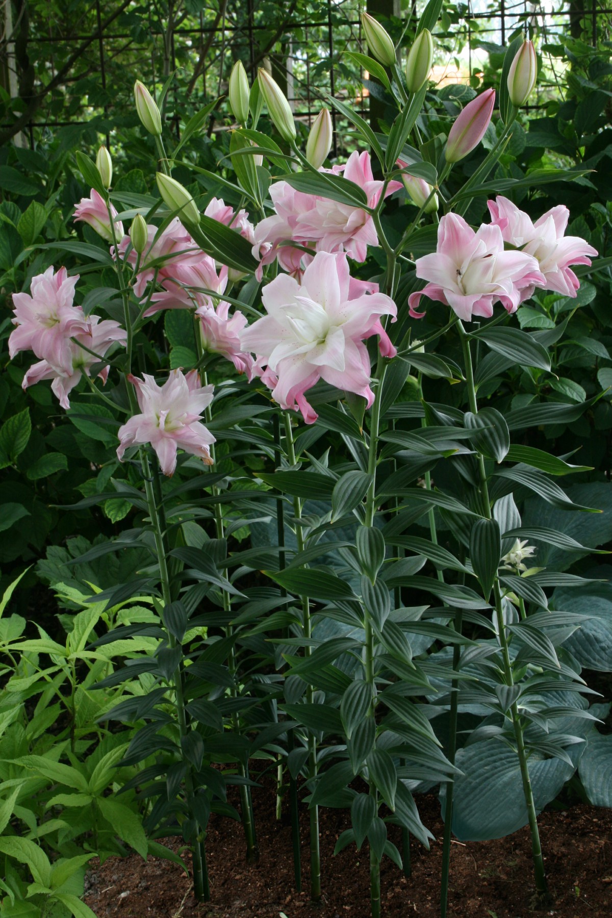 LOTUS QUEEN  