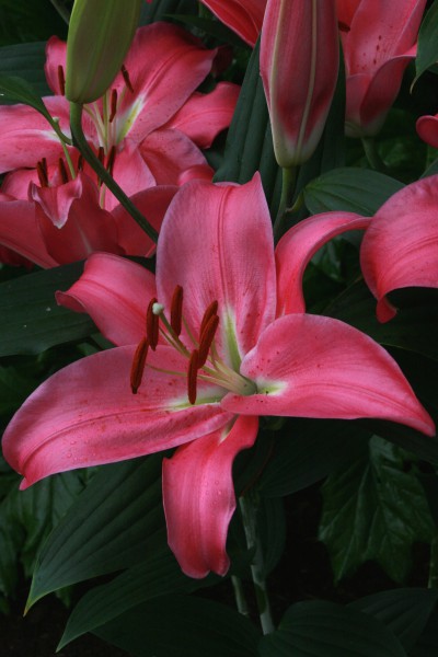 lily bulb Meridon