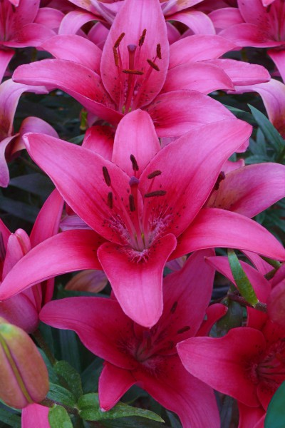 lily bulb Pink County