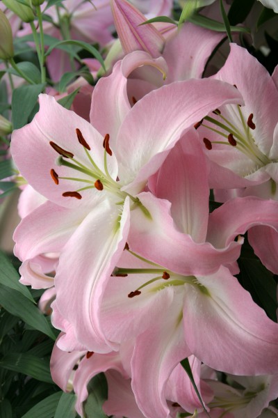 lily bulb Pink News