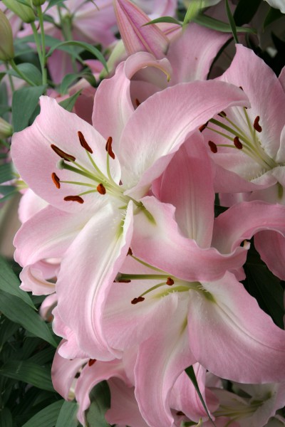 Pink News 5 lilly bulbs