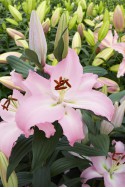 lily bulb Pink News