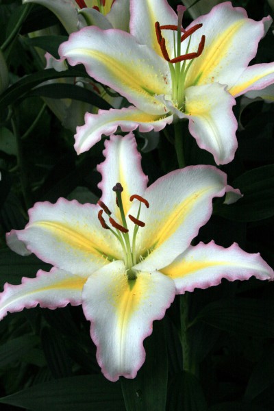 lily bulb Primrose Hill