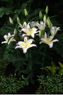 lily bulb Primrose Hill