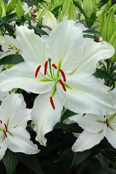 lily bulb Puresse