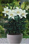 lily bulb Puresse