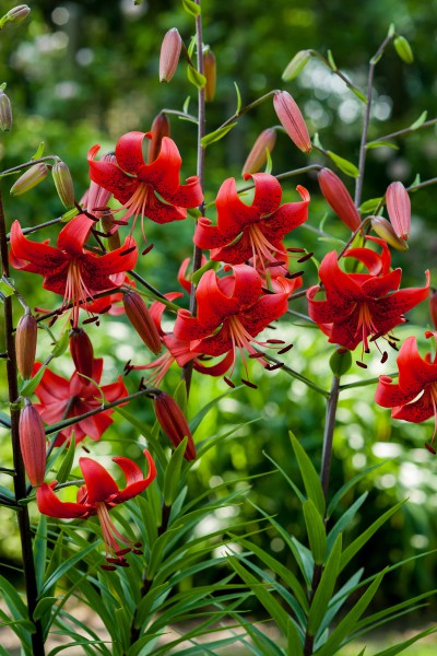 lily bulb Red Life