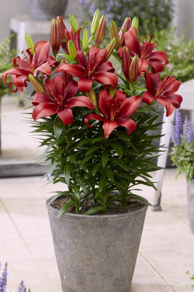 lily bulb Salinero