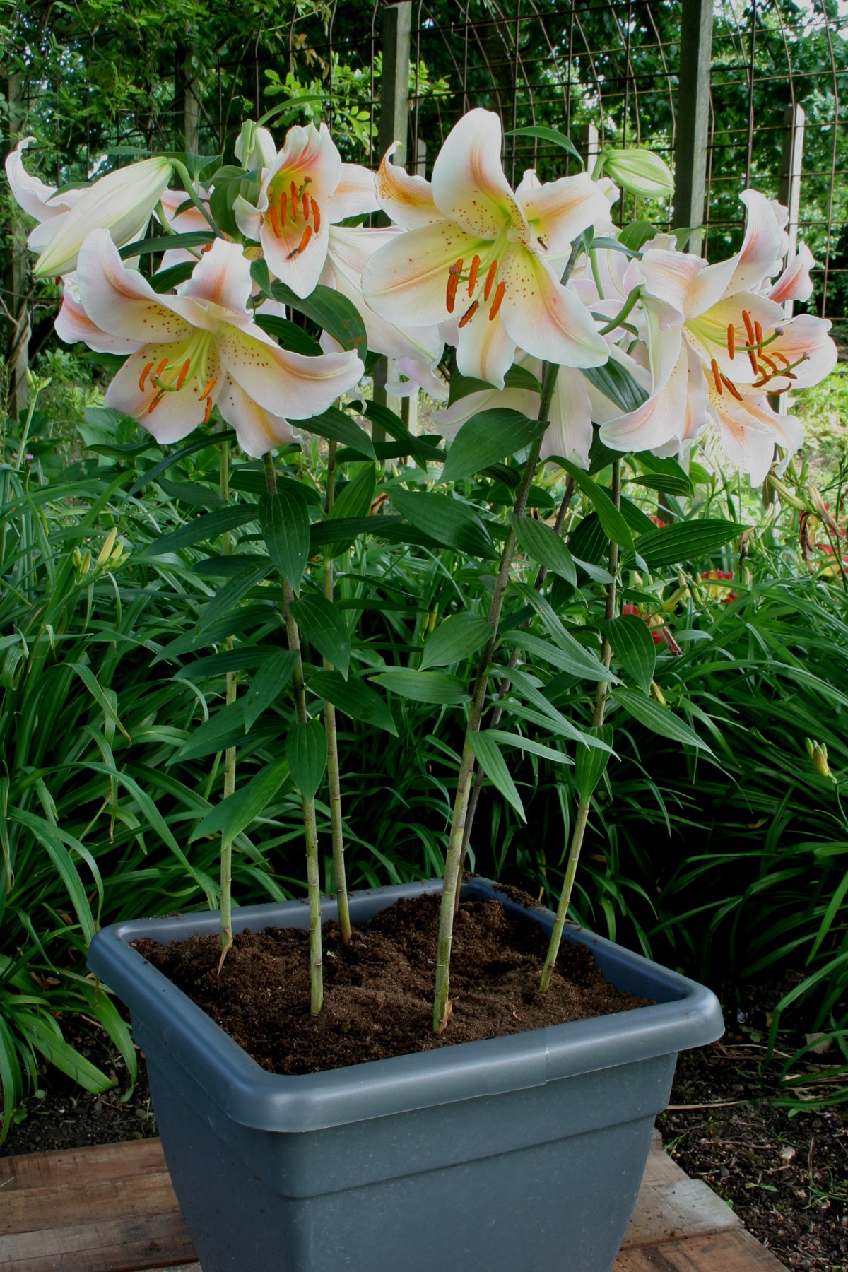 Salmon Party - lily bulb