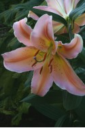 lily bulb Muscadet