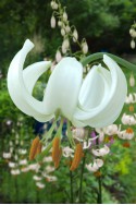 lily bulb Snowy Morning