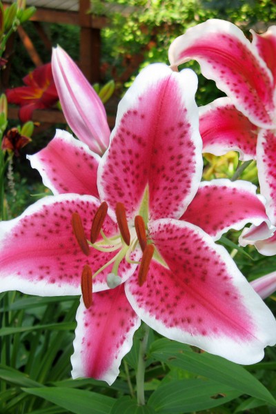 lily bulb Stargazer