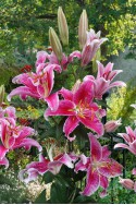 lily bulb Stargazer