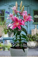 lily bulb Stargazer