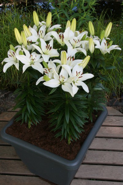 lily bulb Timon