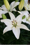 lily bulb Timon