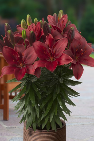 Trendy Havanna 5 lilly bulbs