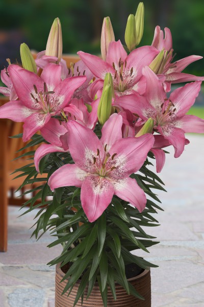 lily bulb Trendy Nicosia