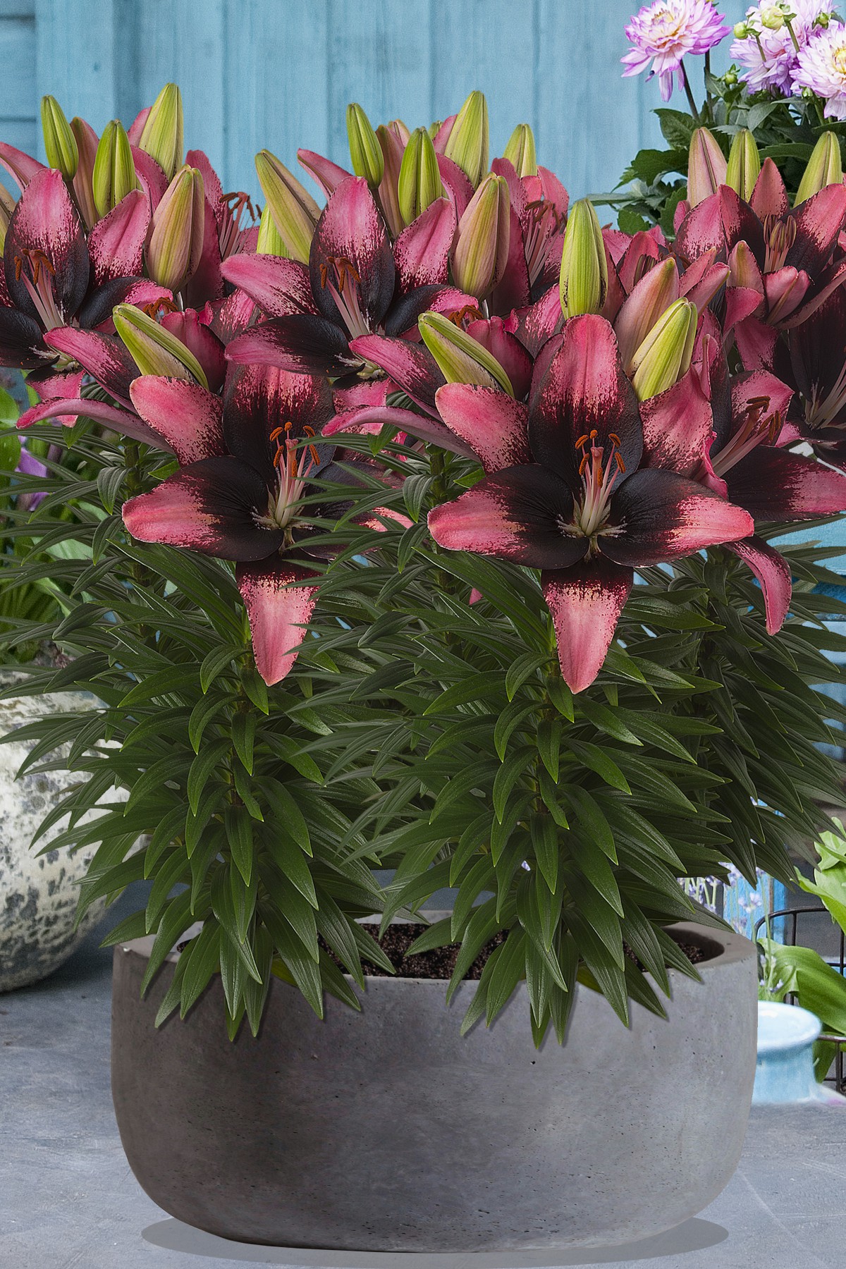 Trendy Santiago lily bulb