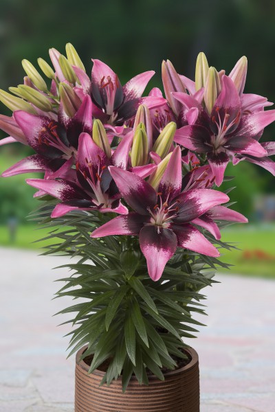 lily bulb Trendy Savannah