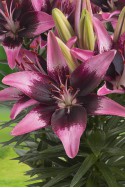 lily bulb Trendy Savannah
