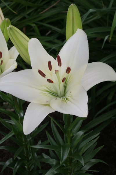 White County 5 lilly bulbs